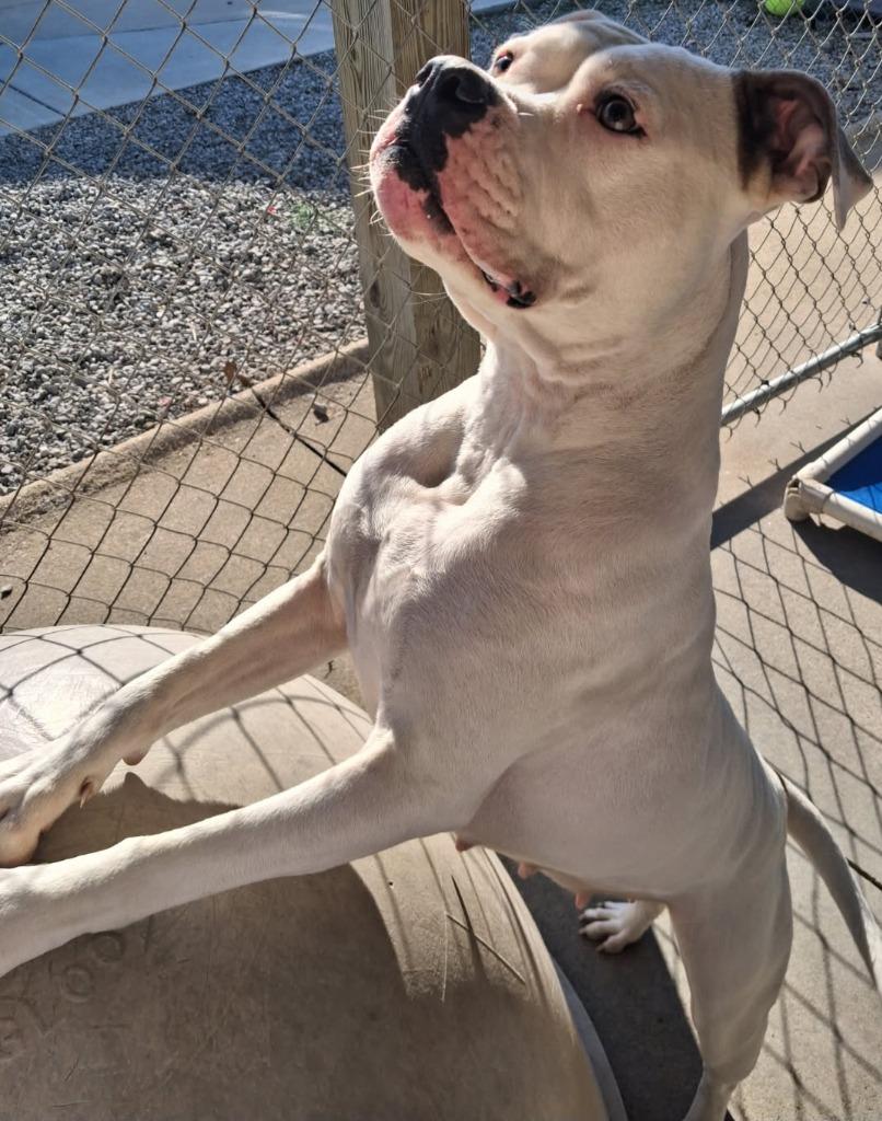 Feather, a Adoptable mixed breed in Murphysboro, IL image 3/5