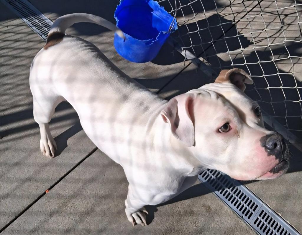 Feather, a Adoptable mixed breed in Murphysboro, IL image 5/5