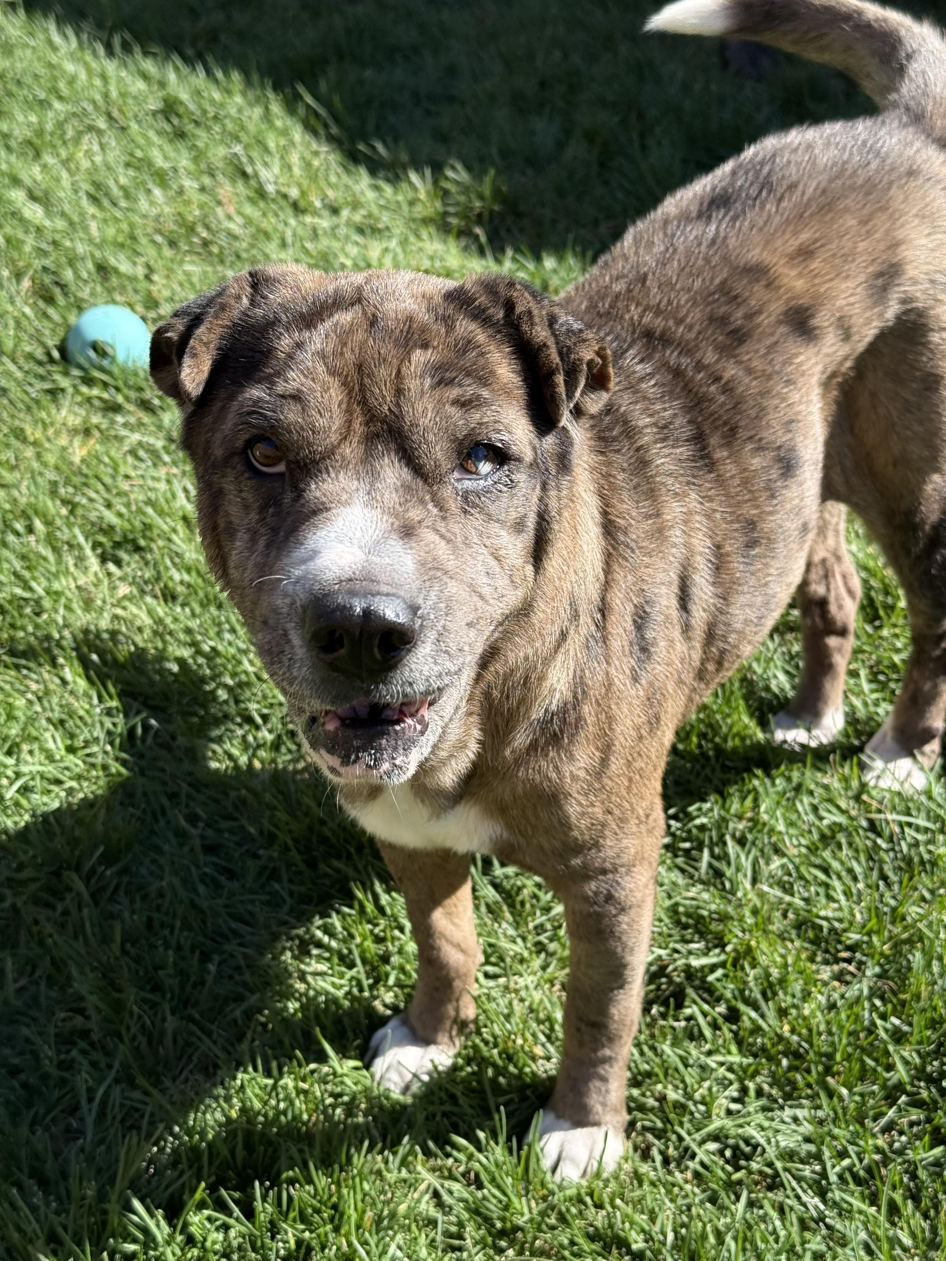 Enlarge Anne Marie, a Adoptable mixed breed in Commerce City, CO image 1/6