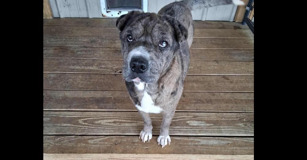 Enlarge Anne Marie, a Adoptable mixed breed in Commerce City, CO image 4/6