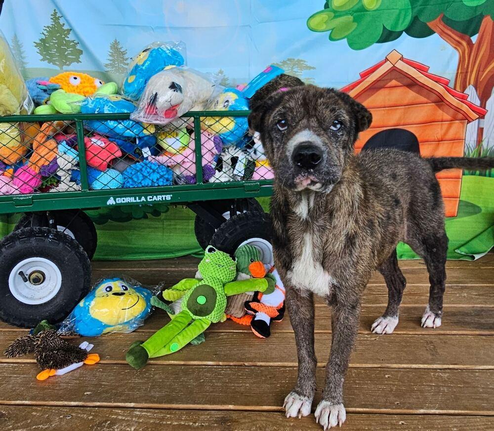 Enlarge Anne Marie, a Adoptable mixed breed in Commerce City, CO image 5/6