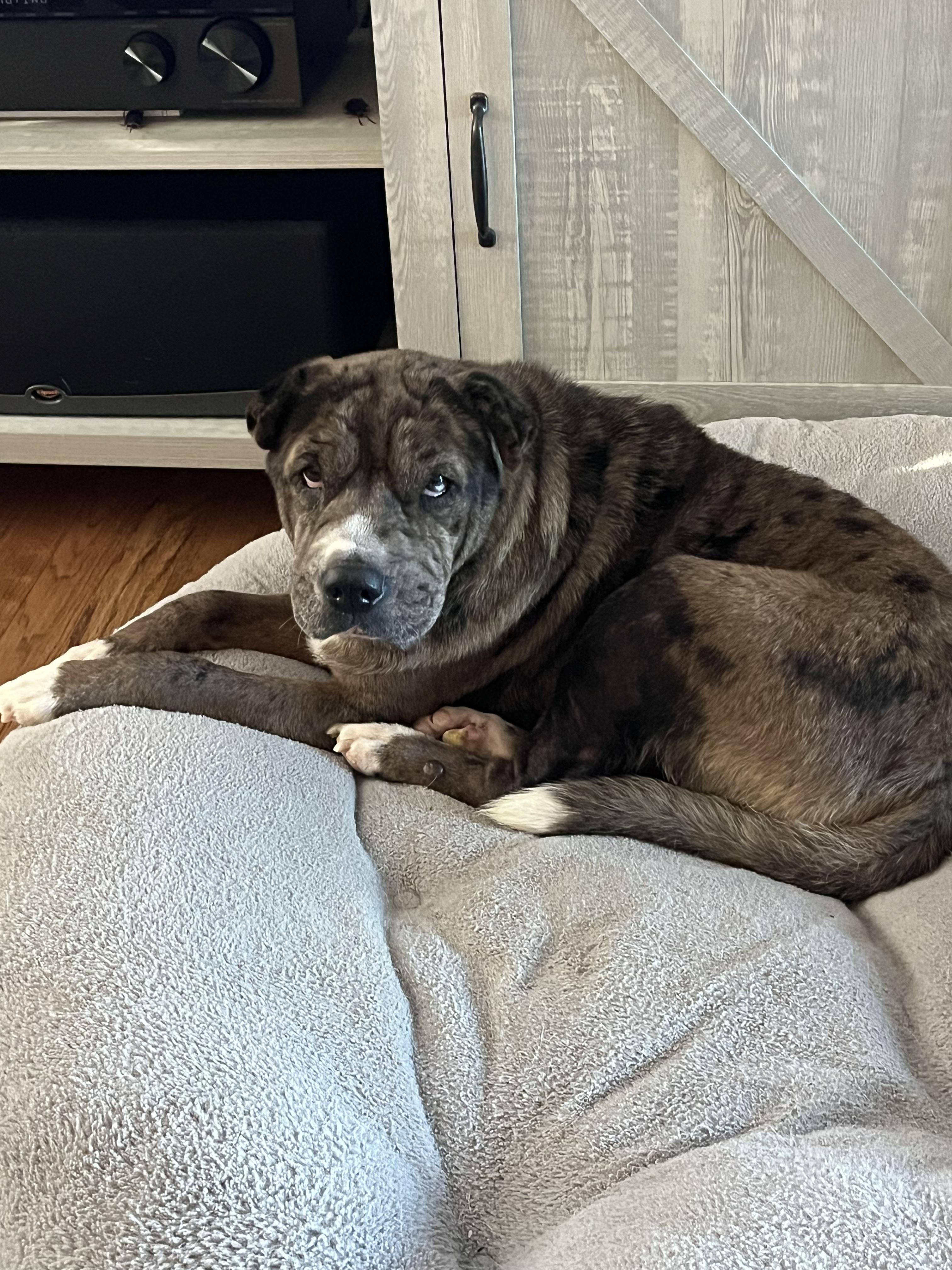 Enlarge Anne Marie, a Adoptable mixed breed in Commerce City, CO image 6/6