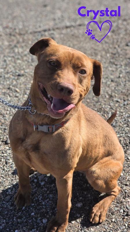 Crystal, Adoptable, Adult Female American Staffordshire Terrier & Pit Bull Terrier.