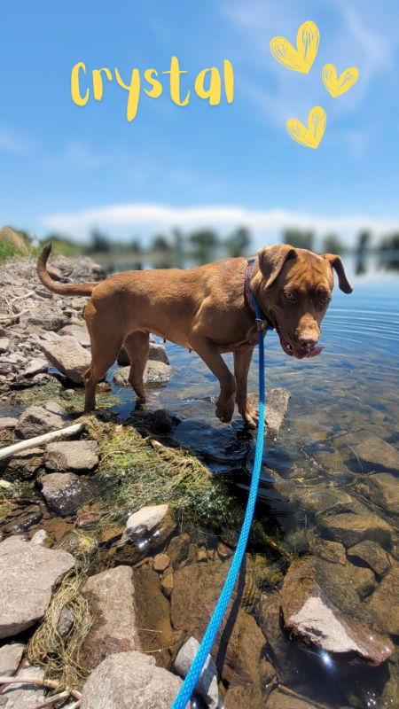 Crystal, Adoptable, Adult Female American Staffordshire Terrier & Pit Bull Terrier.