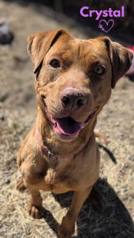 Enlarge Crystal, a Adoptable mixed breed in Monte Vista, CO image 2/3