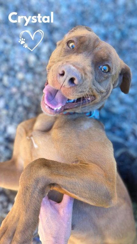 Enlarge Crystal, a Adoptable mixed breed in Monte Vista, CO image 3/3