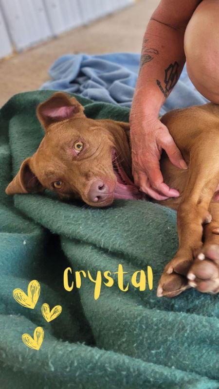 Enlarge Crystal, a Adoptable mixed breed in Monte Vista, CO image 3/3