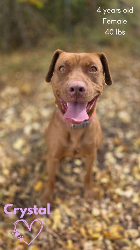 Enlarge Crystal, a Adoptable mixed breed in Monte Vista, CO image 1/3