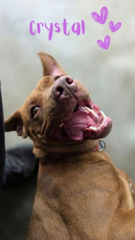 Enlarge Crystal, a Adoptable mixed breed in Monte Vista, CO image 2/3