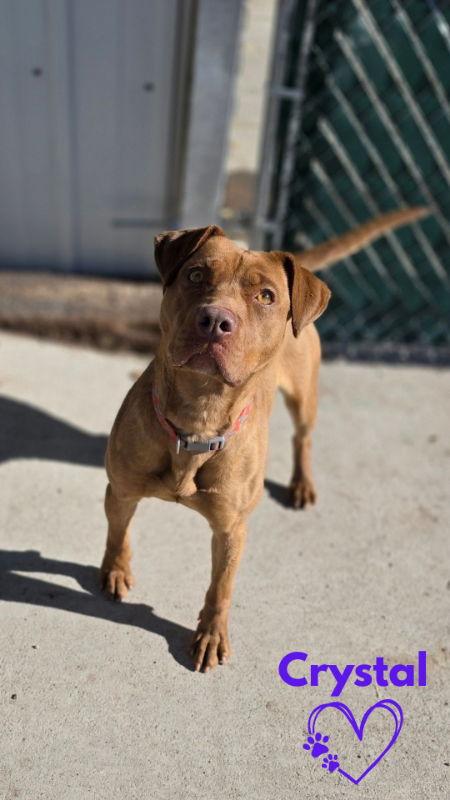 Enlarge Crystal, a Adoptable mixed breed in Monte Vista, CO image 3/3