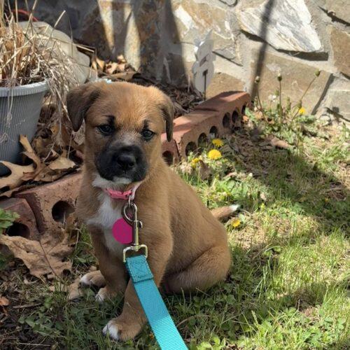 Sally Jane, Adoptable, Puppy Female Shepherd & Mixed Breed.