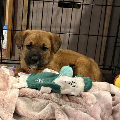 Enlarge Sally Jane, a Adoptable mixed breed in Christiansburg, VA image 2/5
