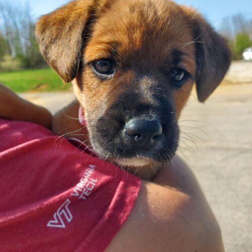 Enlarge Sally Jane, a Adoptable mixed breed in Christiansburg, VA image 3/5