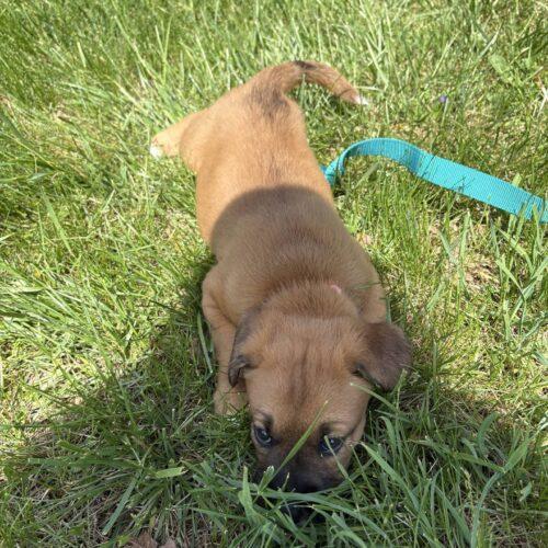 Enlarge Sally Jane, a Adoptable mixed breed in Christiansburg, VA image 4/5