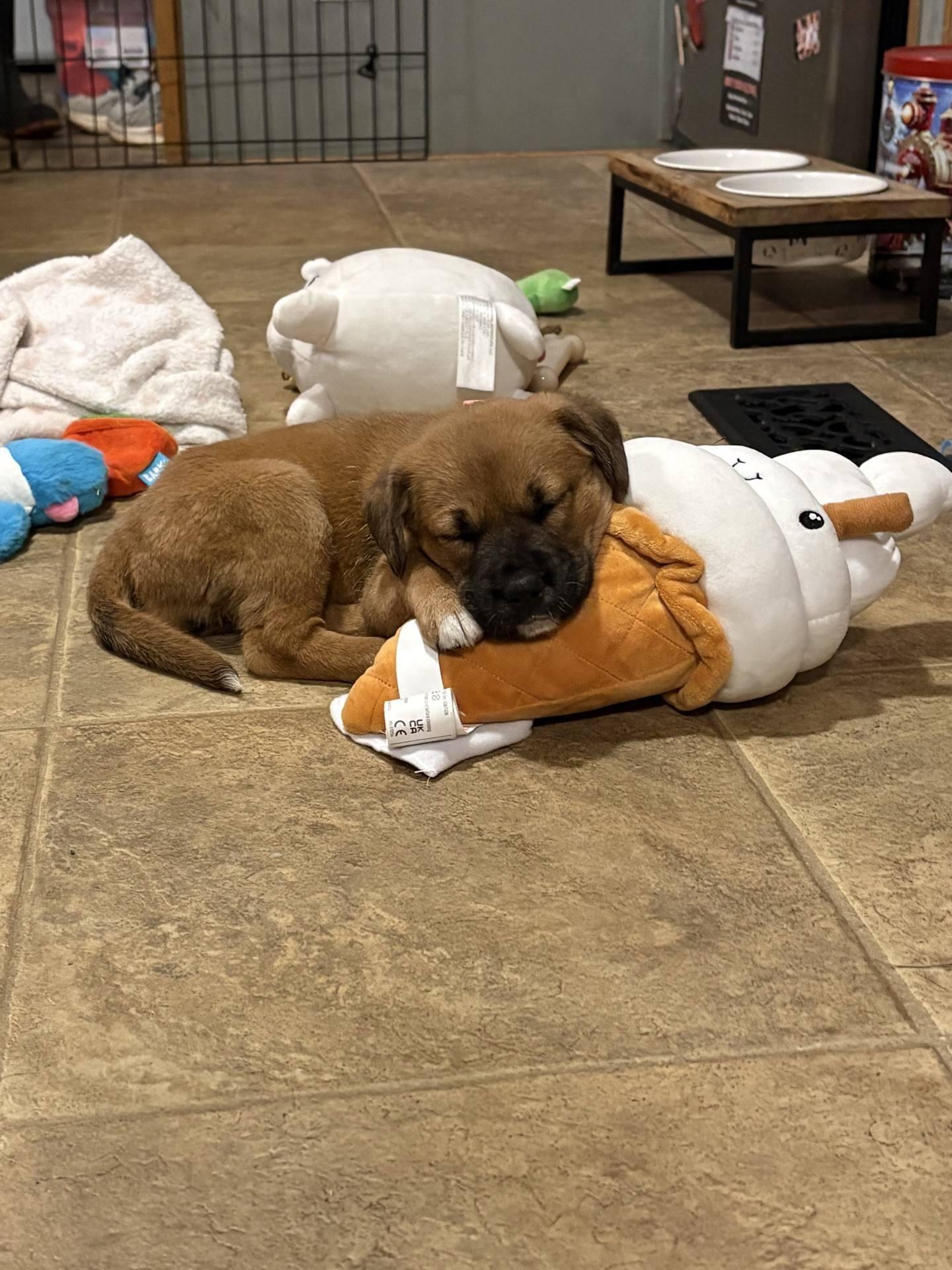 Enlarge Sally Jane, a Adoptable mixed breed in Christiansburg, VA image 5/5