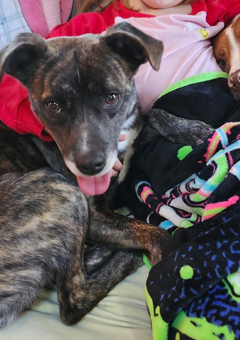 Enlarge Ozzie, a Adoptable mixed breed in Aurora, IL image 1/3