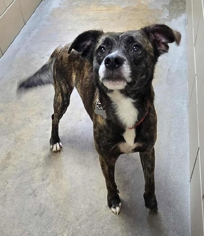 Enlarge Ozzie, a Adoptable mixed breed in Aurora, IL image 3/3