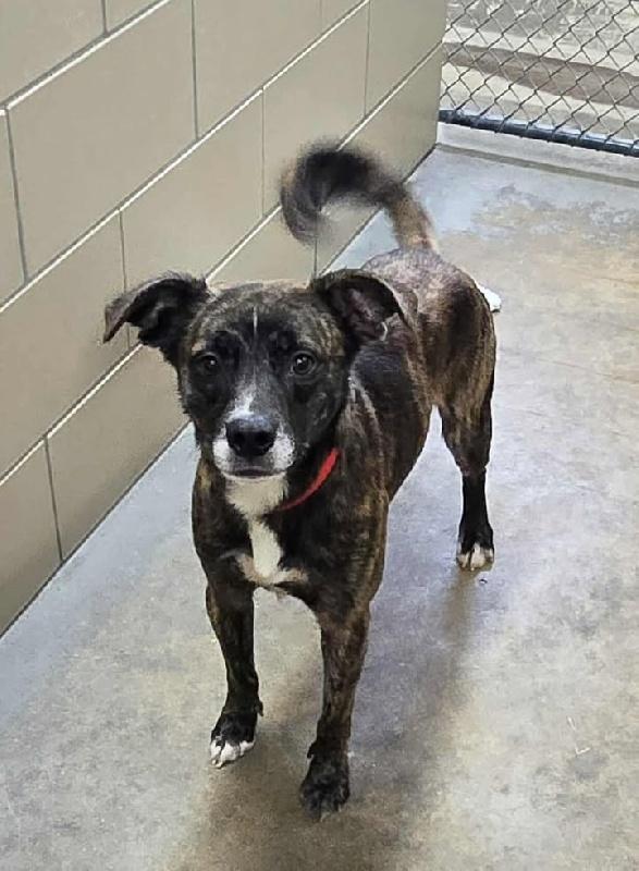 Enlarge Ozzie, a Adoptable mixed breed in Aurora, IL image 2/3