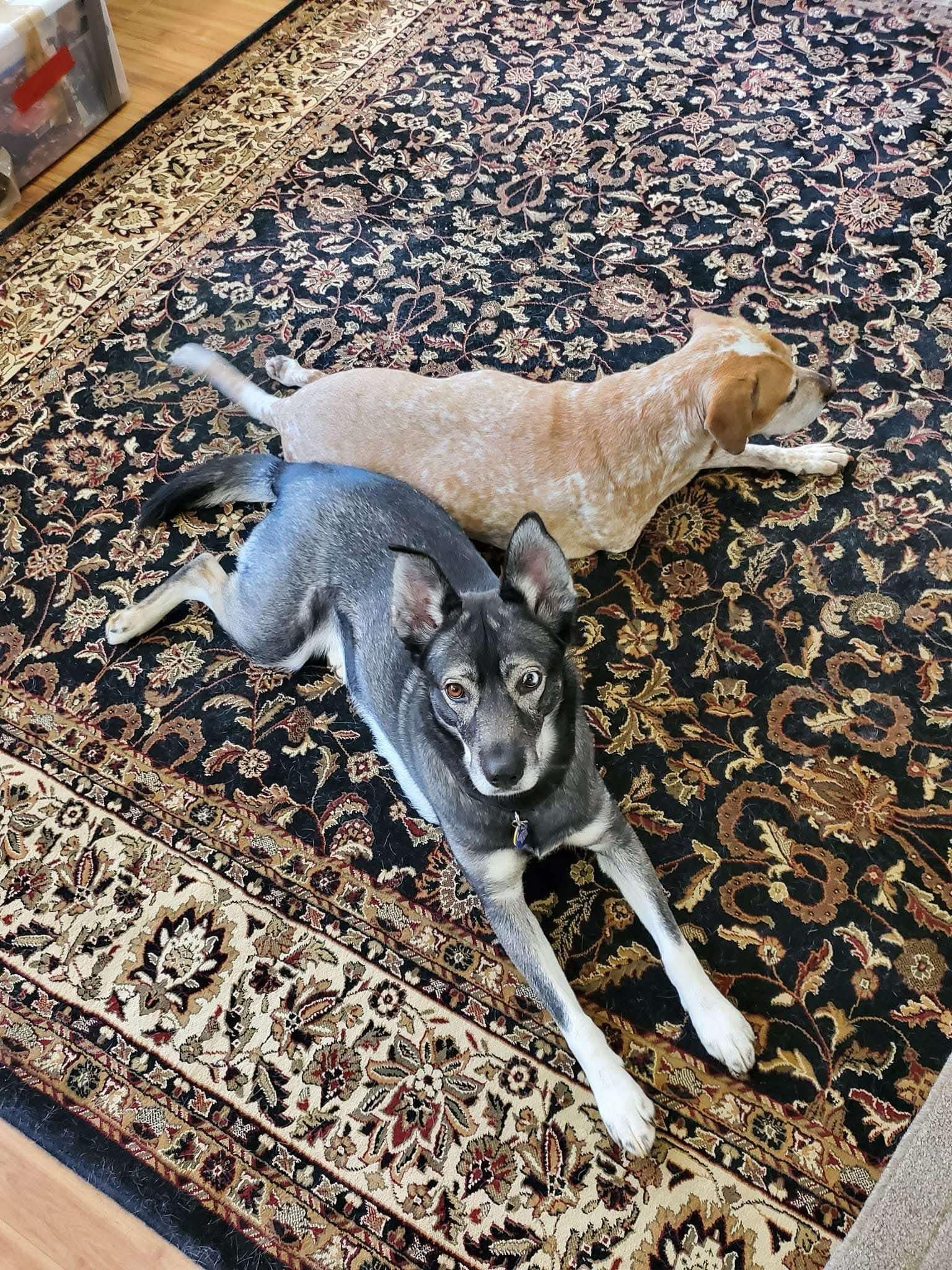 Koa photo 6