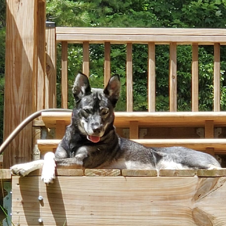 Koa photo 2