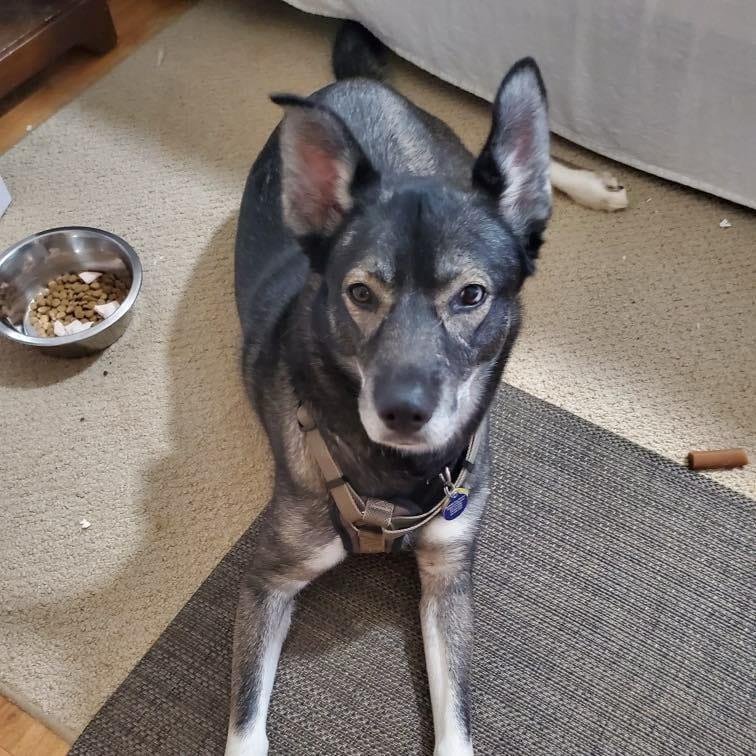 Koa photo 4