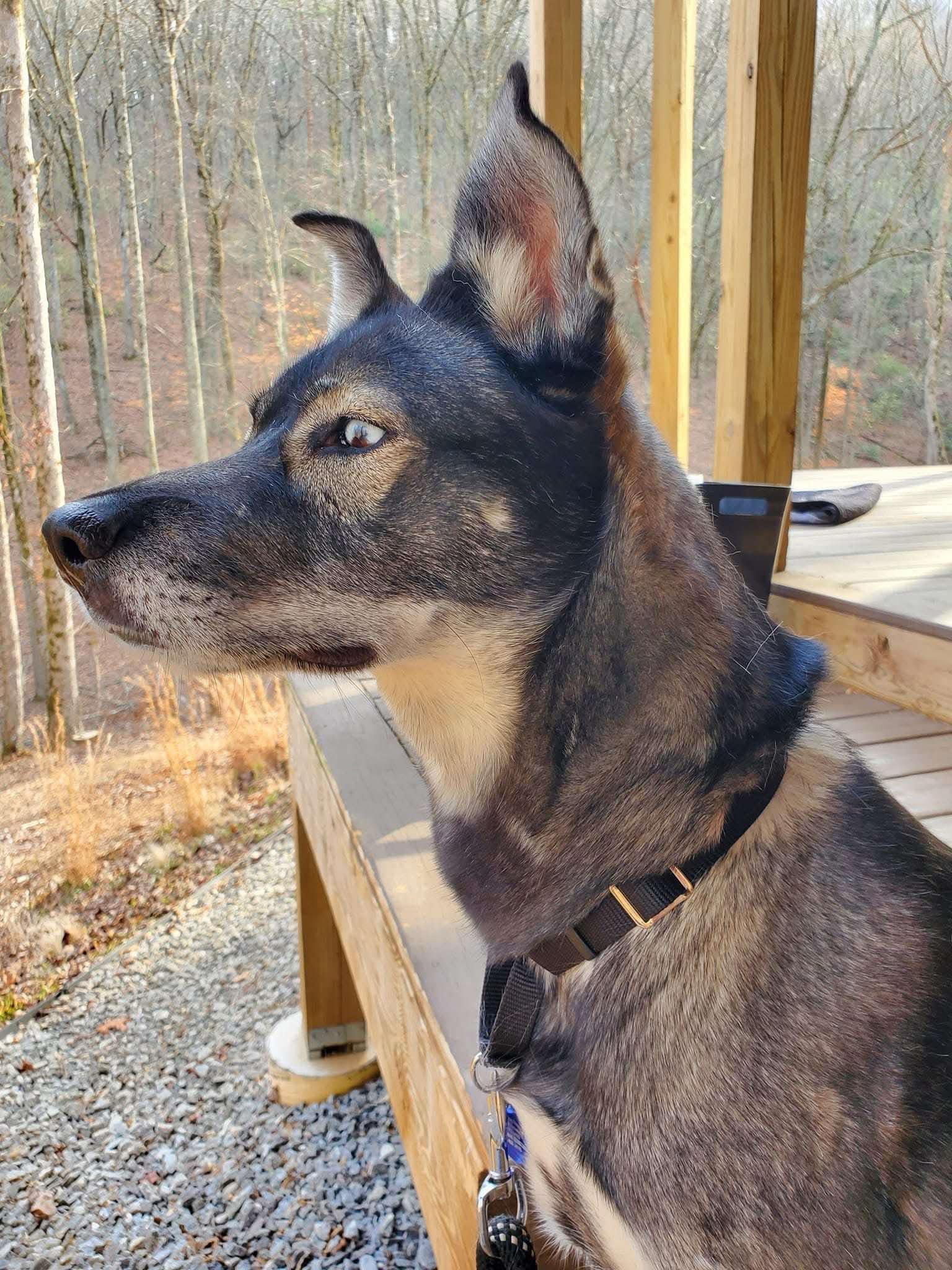 Koa photo 5