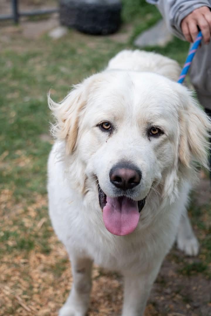 Phoenix, Adoptable, Adult Male Great Pyrenees.