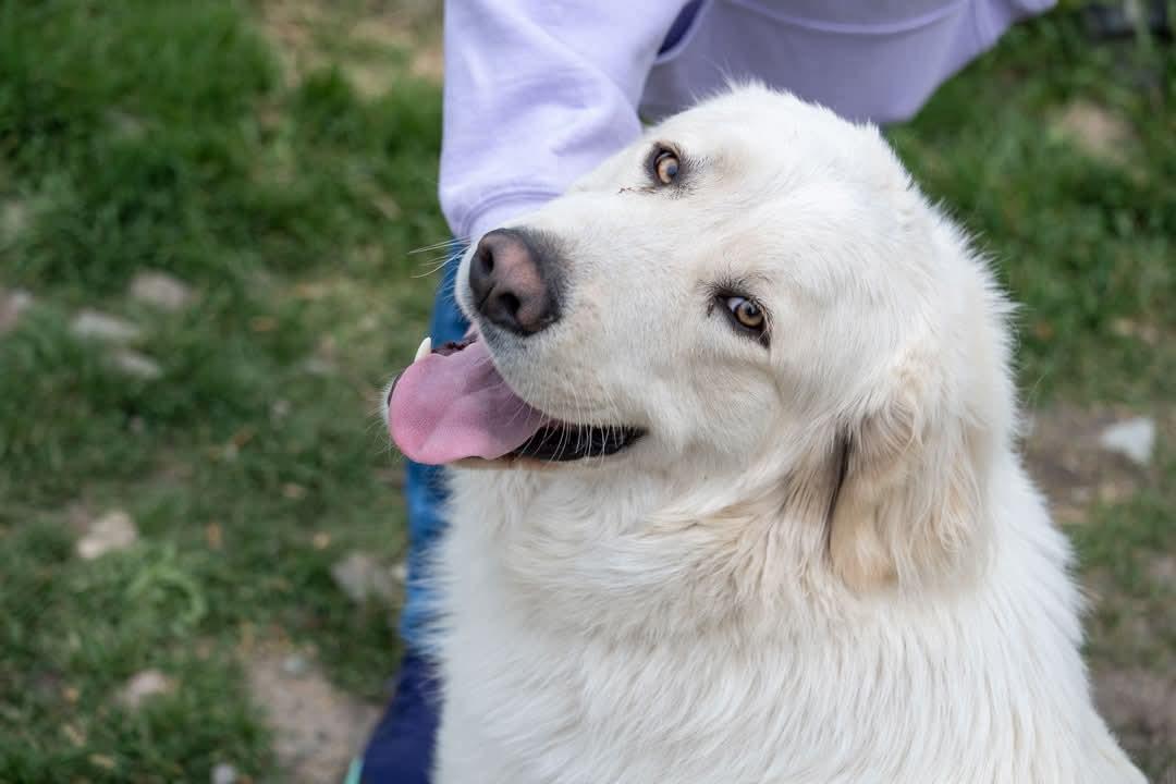 Phoenix, a Adoptable Great Pyrenees in Bountiful, UT image 2/3