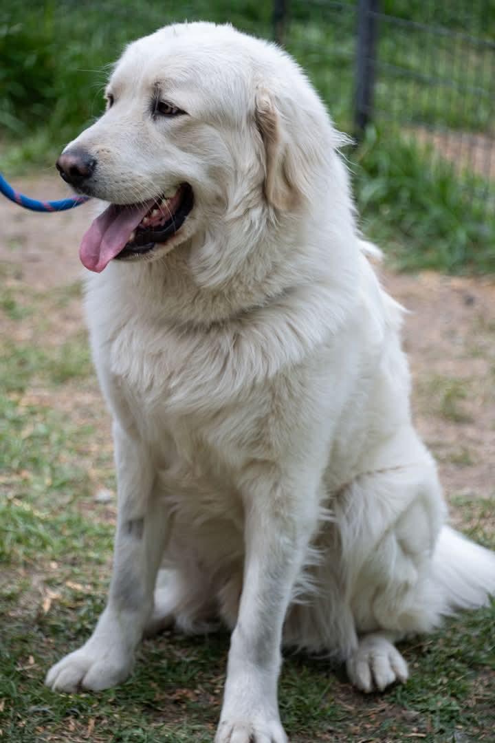 Phoenix, a Adoptable Great Pyrenees in Bountiful, UT image 3/3