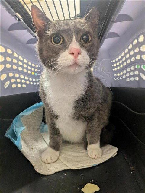 Enlarge Scooby, a Adoptable Domestic Short Hair in Elk Grove, CA image 1/1