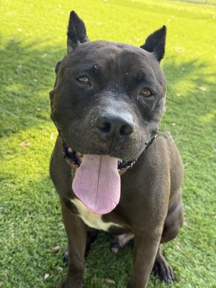 Achilles - 2, Adoptable, Adult Male American Staffordshire Terrier & Mixed Breed.