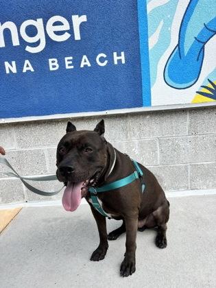 Achilles - 2, a Adoptable mixed breed in Daytona Beach, FL image 2/3