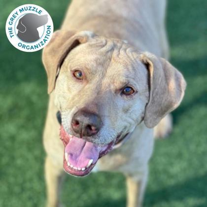 Arf, Adoptable, Adult Male Pit Bull Terrier.