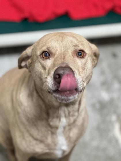 Arf, a Adoptable mixed breed in Sacramento, CA image 5/6