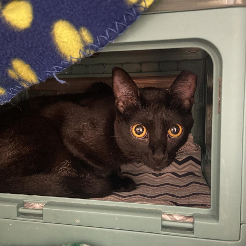 Artemis, Adoptable, Young Female Domestic Short Hair.
