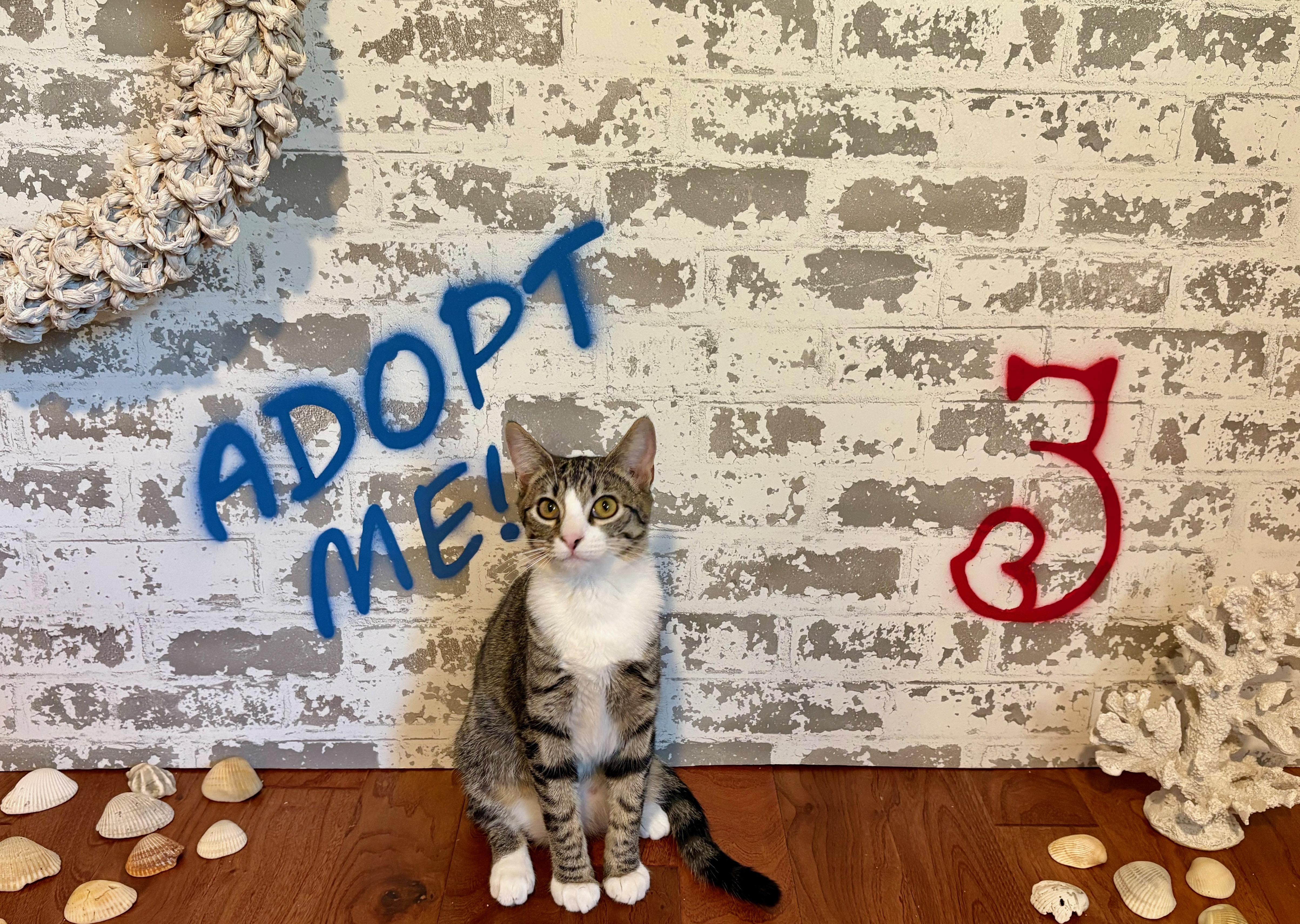 Ayala, a Adoptable Domestic Short Hair in queen creek, AZ image 2/4