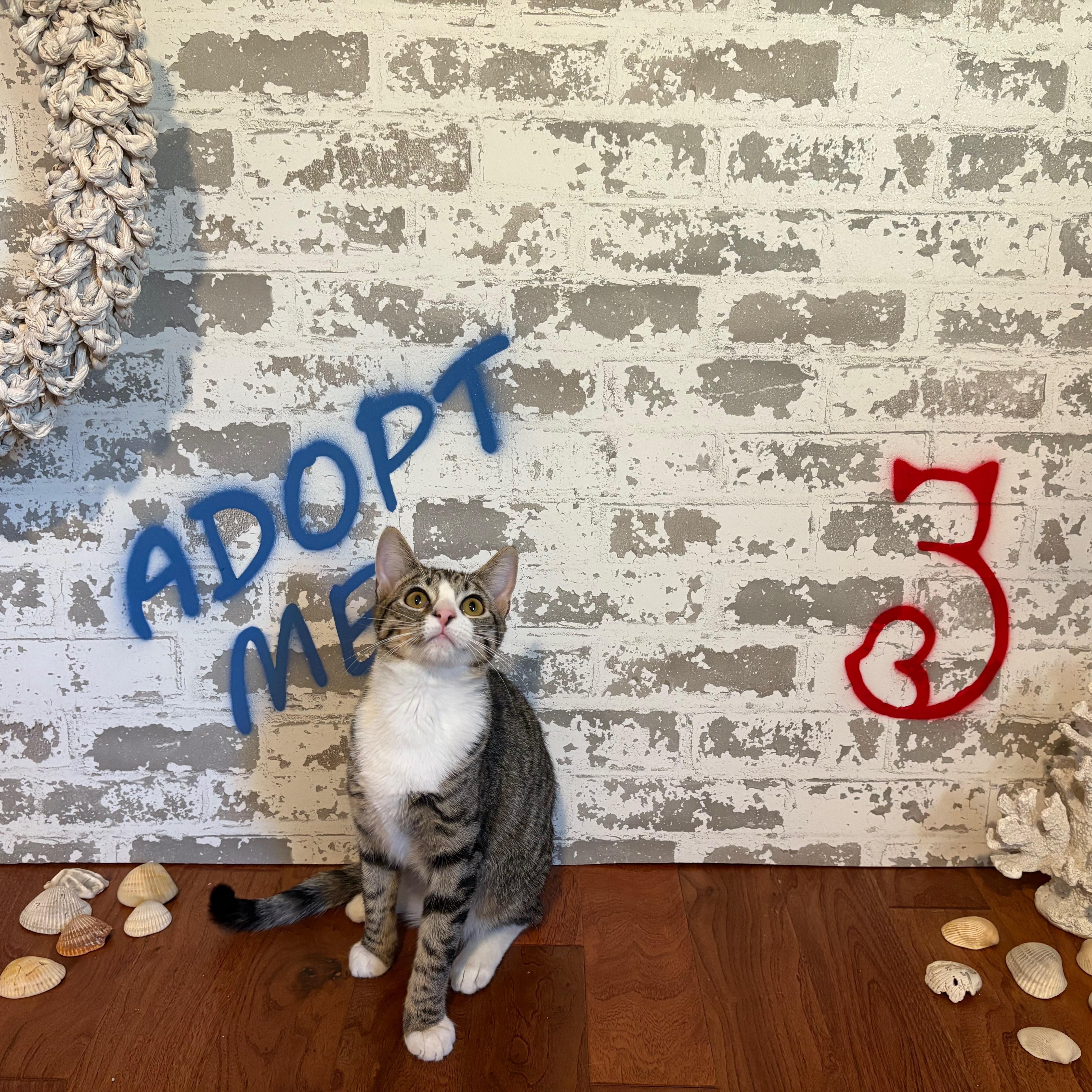 Ayala, a Adoptable Domestic Short Hair in queen creek, AZ image 3/4