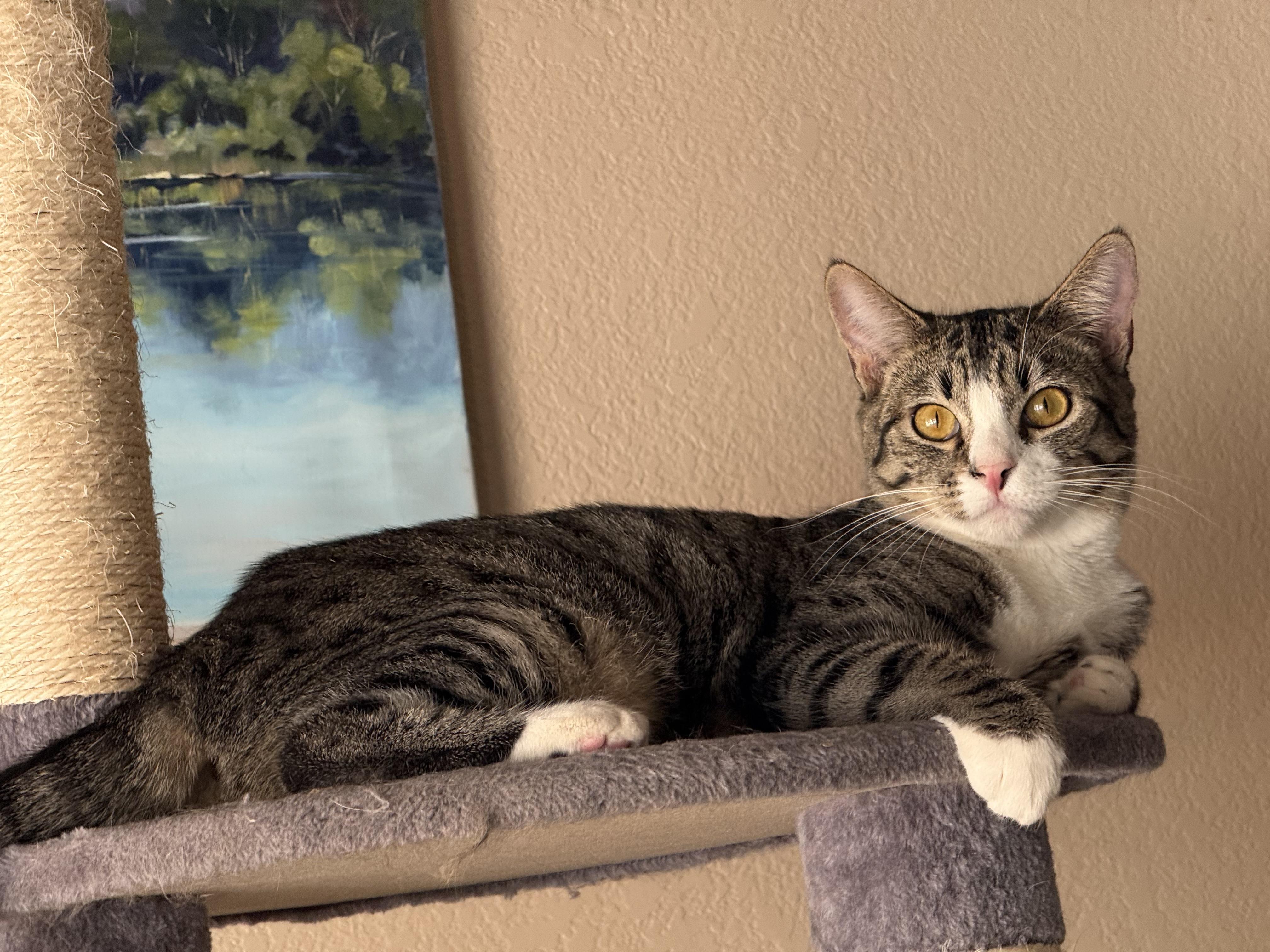 Ayala, Adoptable, Young Female Domestic Short Hair.