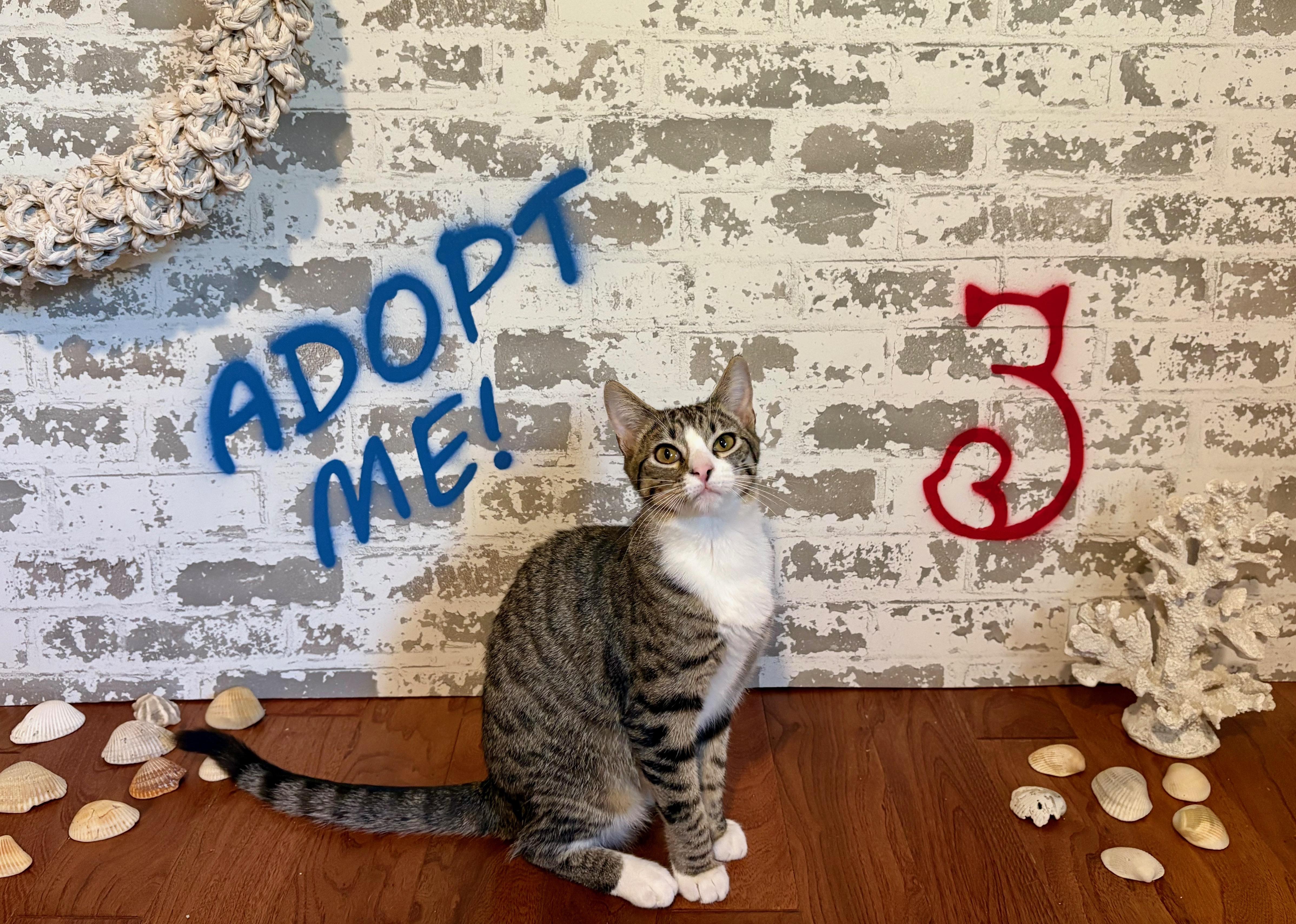 Ayala, a Adoptable Domestic Short Hair in queen creek, AZ image 4/4