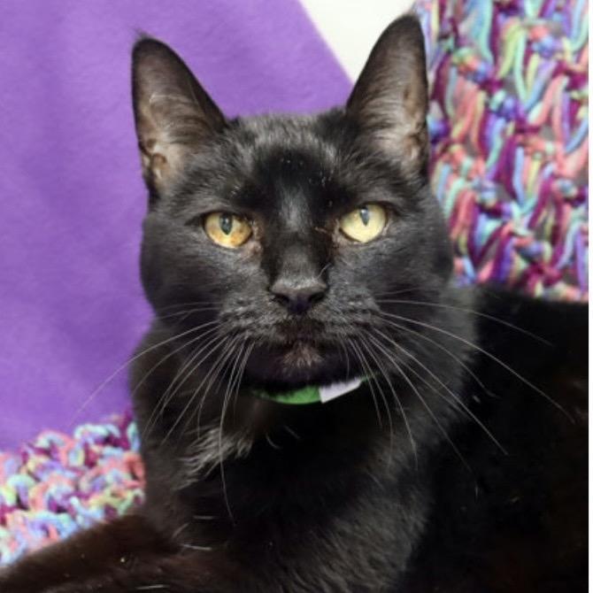 Enlarge Onyx, a Adoptable Domestic Short Hair in Seminole, FL image 1/1