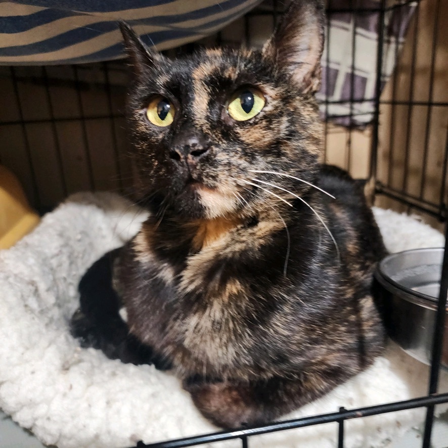 Madeline, Adopted, Young Female Domestic Short Hair.