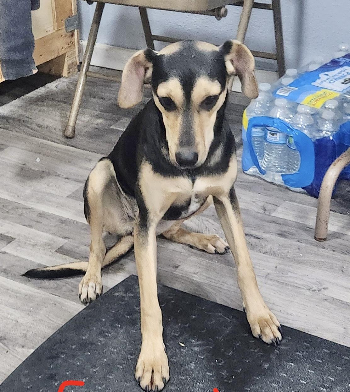 Enlarge Skye, a Adoptable Mountain Cur in Manchester, CT image 4/6