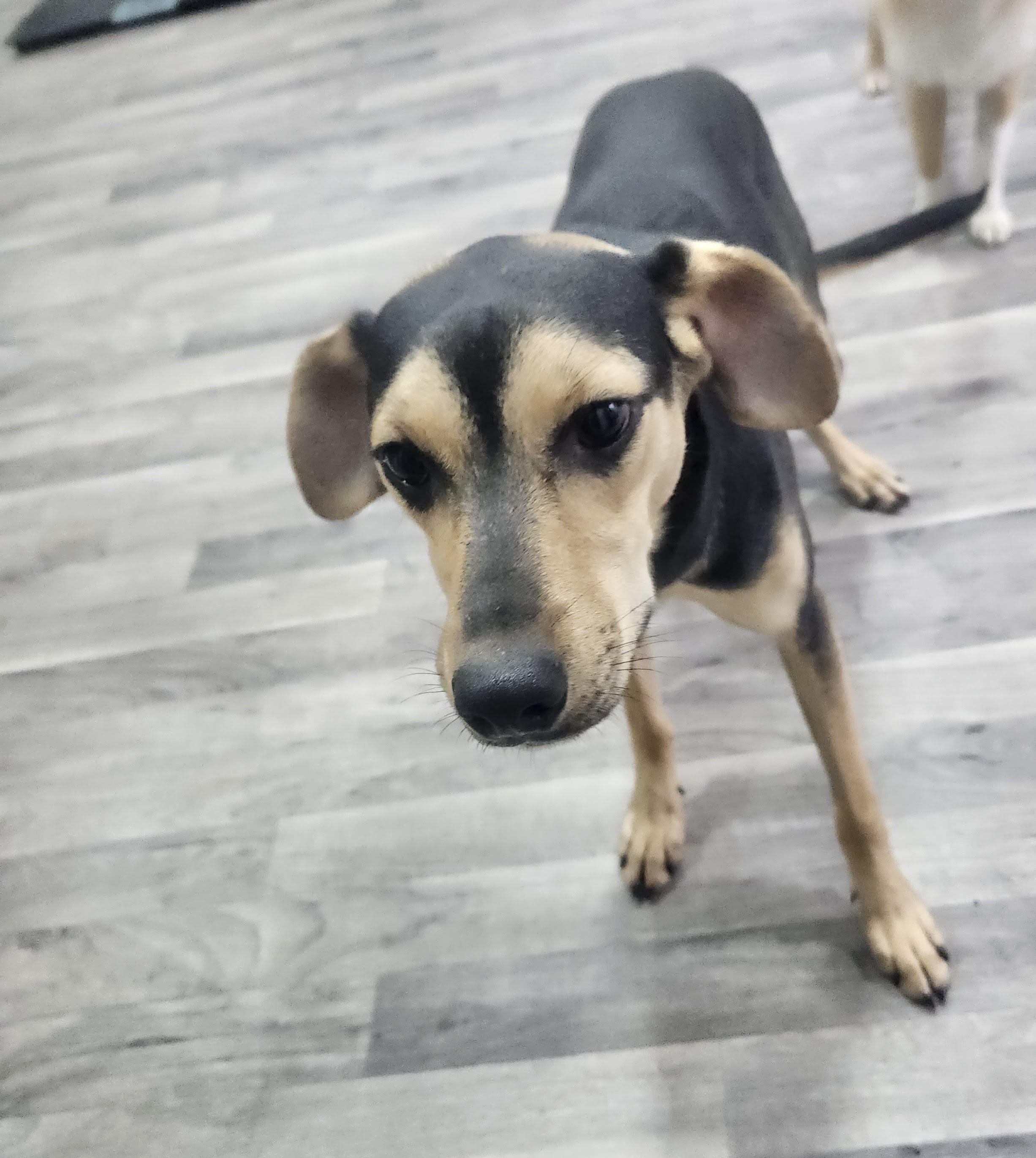 Skye, Adoptable, Young Female Mountain Cur.