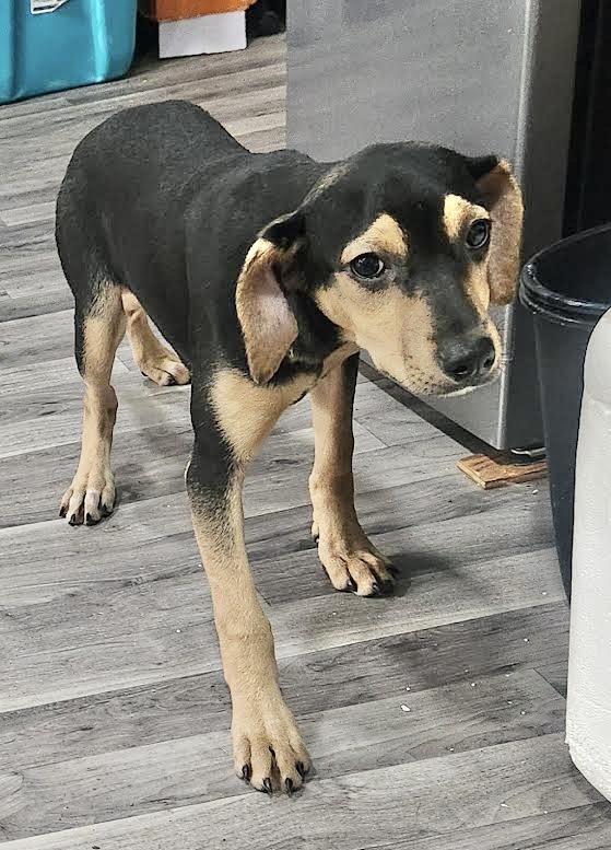 Skye, Baby Female Mountain Cur