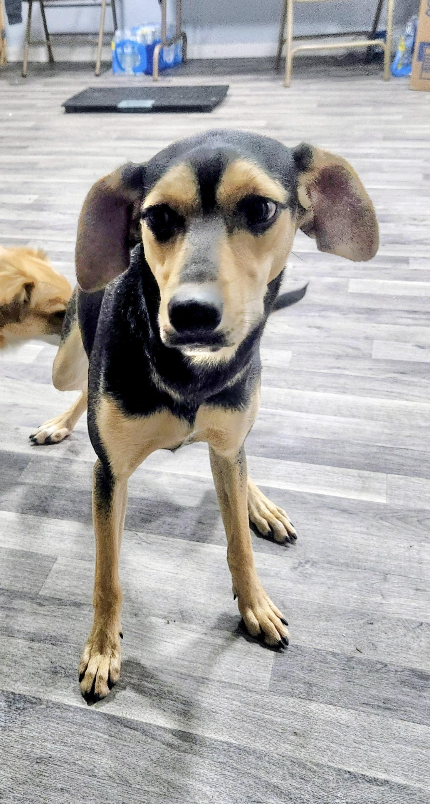 Enlarge Skye, a Adoptable Mountain Cur in Manchester, CT image 6/6