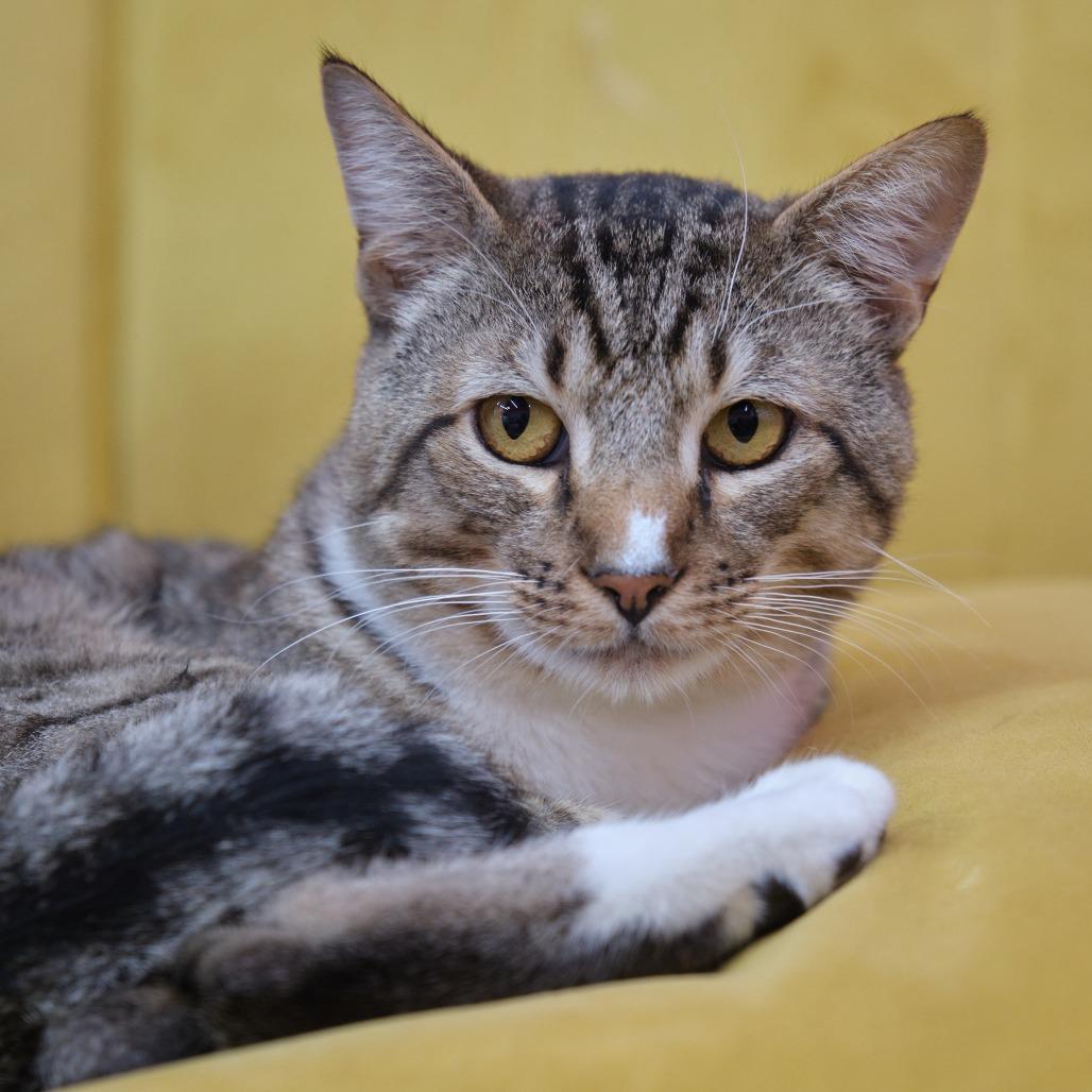Enlarge Wally, a Adoptable Domestic Short Hair in Morgan Hill, CA image 1/1