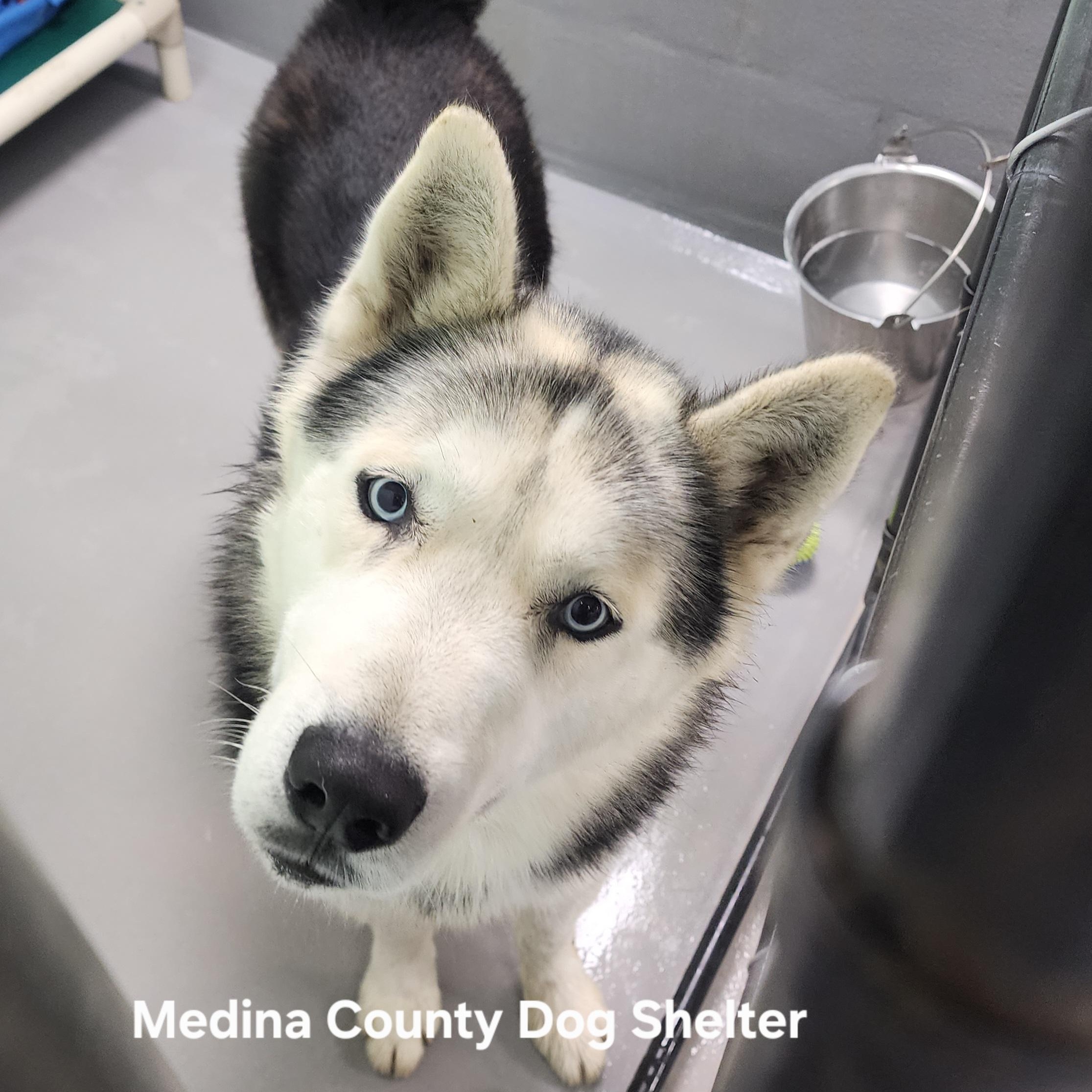 Enlarge Blitzen, a ADOPTABLE Husky in Medina, OH image 1/1