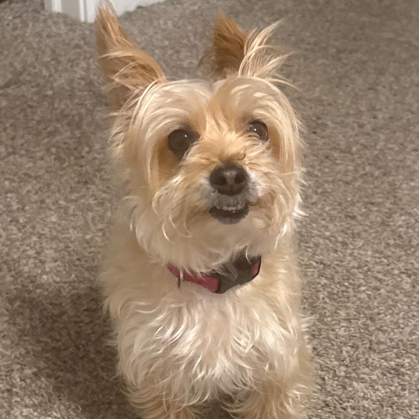 Ginger and Waylon, an adoptable Morkie, Shih poo in Toledo, OH, 43615 | Photo Image 2