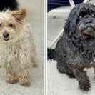 Ginger and Waylon, an adoptable Morkie, Shih poo in Toledo, OH, 43615 | Photo Image 1