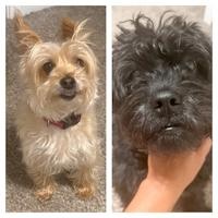 Ginger and Waylon, an adoptable Morkie, Shih poo in Toledo, OH, 43615 | Photo Image 1